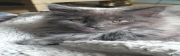 Maine Coon cats for sale: Main coon kittens - Advert 11
