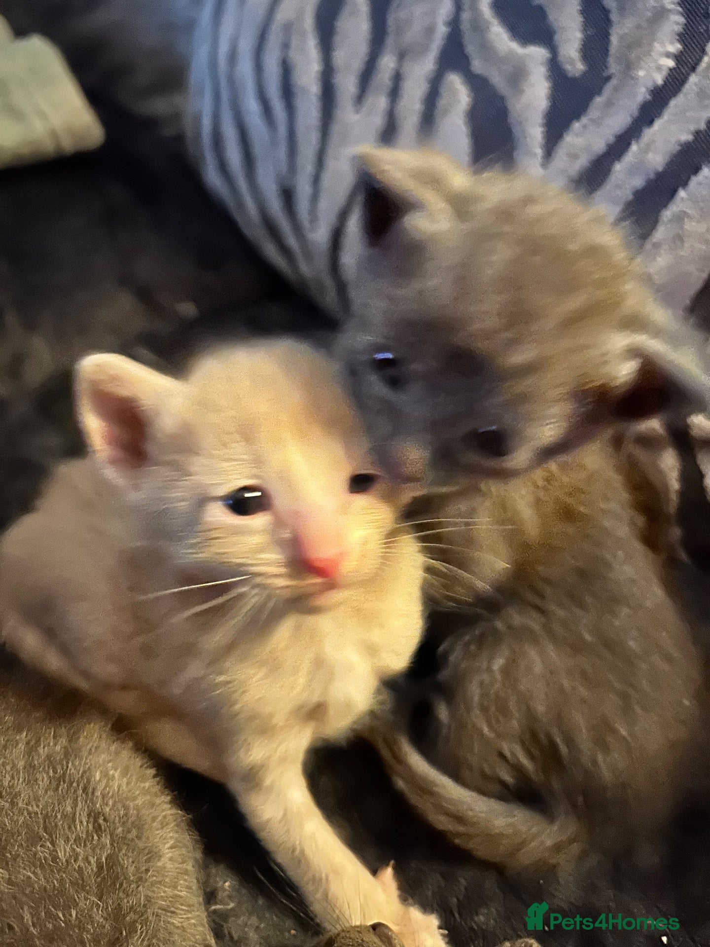 Siamese cats for sale: BSH X Lilac Point Siamese  - Advert 1