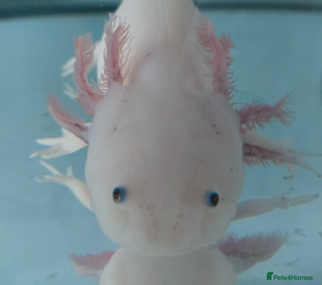 Axolotl reptiles for sale: 3 year old Female axolotl  - Advert 2
