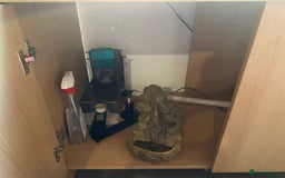 Bearded Dragon reptiles for sale: Bearded dragon for sale  - Advert 3