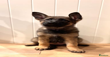 German Shepherd dogs - Advert 5
