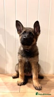 German Shepherd dogs - Advert 5