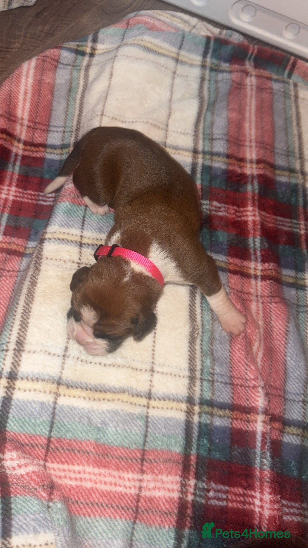 Boxer dogs for sale: Beautiful litter of 6 Pedigree Boxer Puppies  - Advert 10