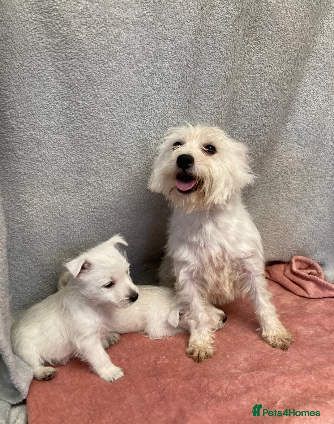 West Highland Terrier dogs for sale: Cheeky Chappies ready for new homes - Advert 1
