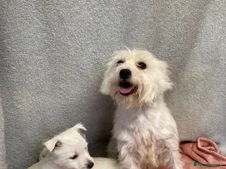 West Highland Terrier dogs Cheeky Chappies ready for new homes - Advert 3