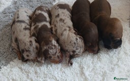 Miniature Dachshund dogs for sale: Minture dachshund puppies  - Image 5