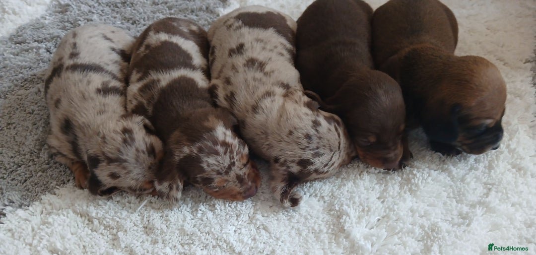 Miniature Dachshund dogs for sale: Minture dachshund puppies  - Image 5