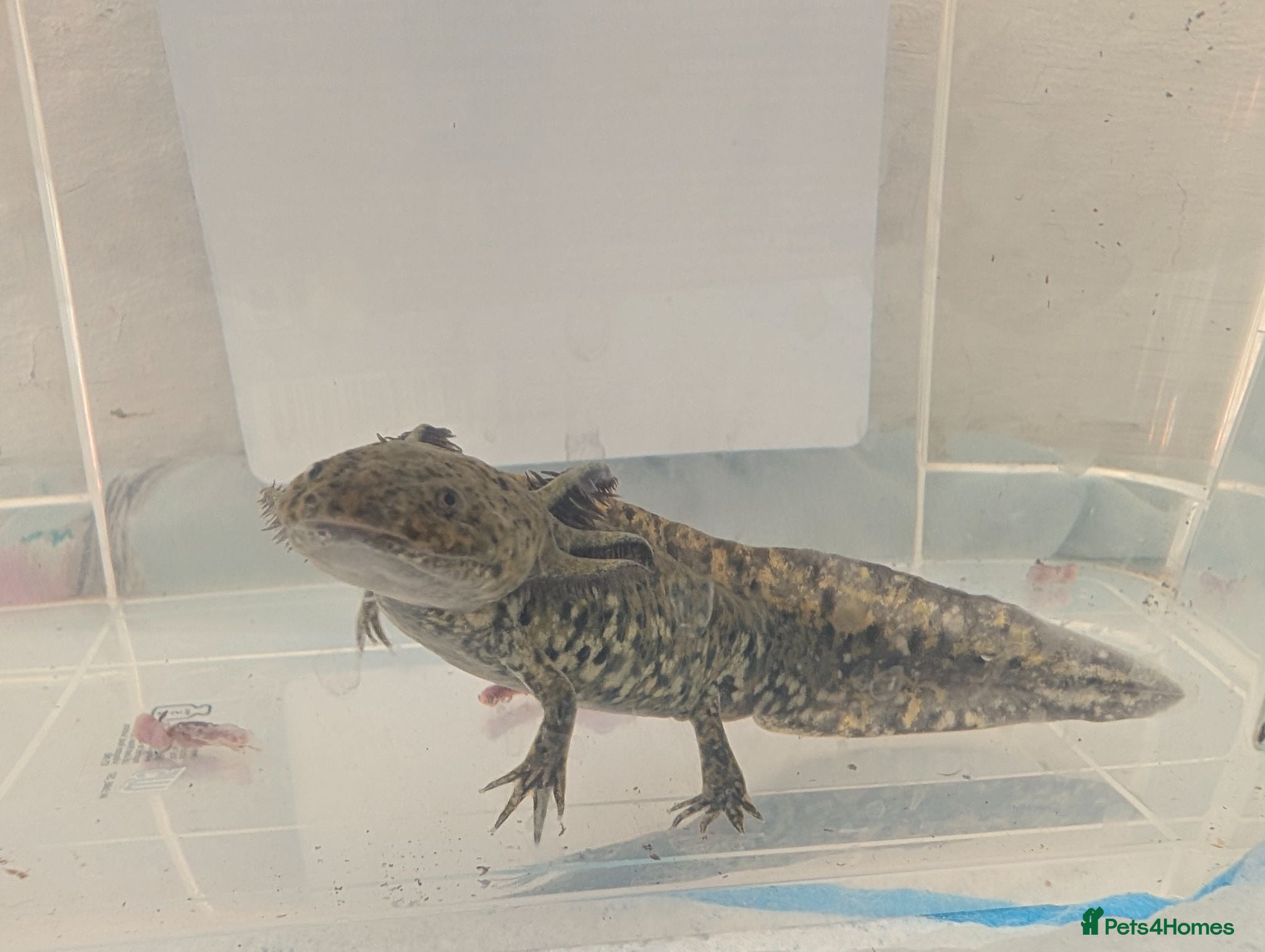 Axolotl reptiles High Iridophores Hypo axolotl babies  - Advert 4