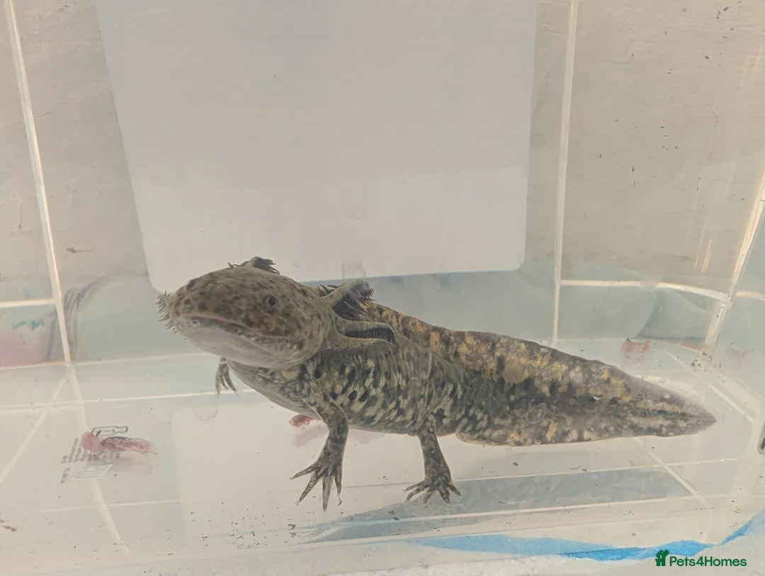 Axolotl reptiles for sale: 3 females hypo axolotl babies - Advert 2