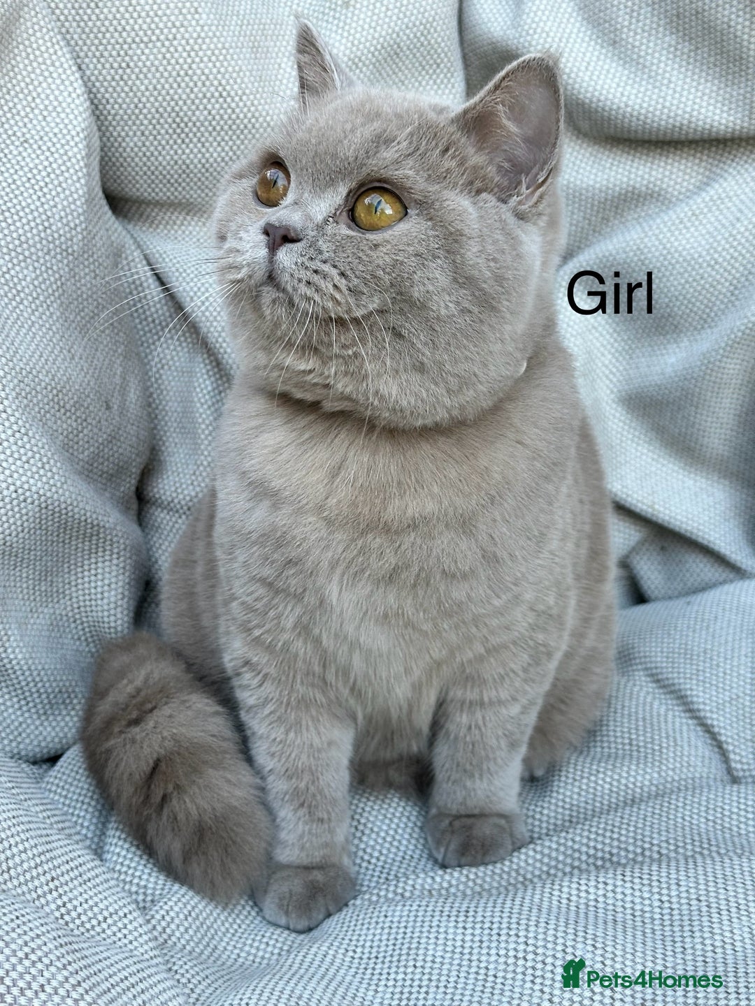 British Shorthair cats for sale: Ready British Shorthair Chunky Kittens - Advert 18