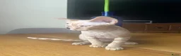 Devon Rex cats for sale:  Pedigree Devon Rex Kittens. Pet Homes Only  - Advert 8