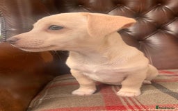 Jack Russell dogs for sale: Fantastic litter of miniature jr rare  colours  - Image 8