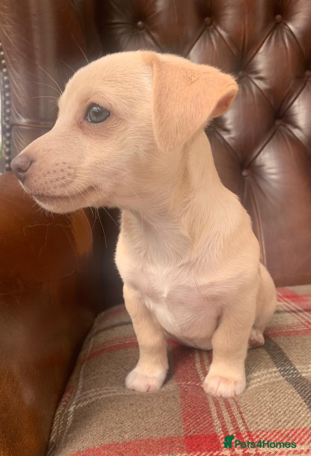 Jack Russell dogs for sale: Fantastic litter of miniature jr rare  colours  - Image 8