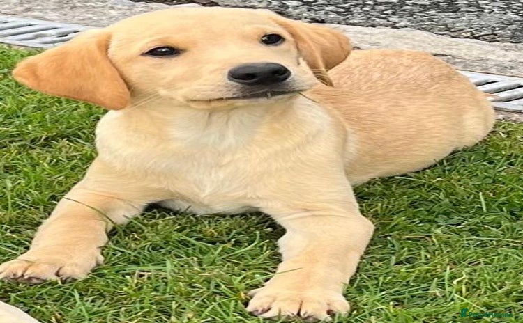 Labrador Retriever dogs - Advert 2