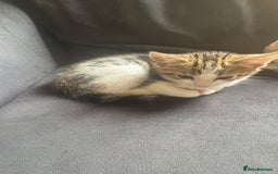 Domestic Shorthair cats for sale: 2 kittens - Image 2
