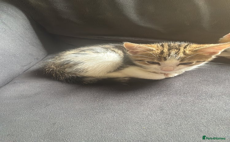 Domestic Shorthair cats - Advert 1