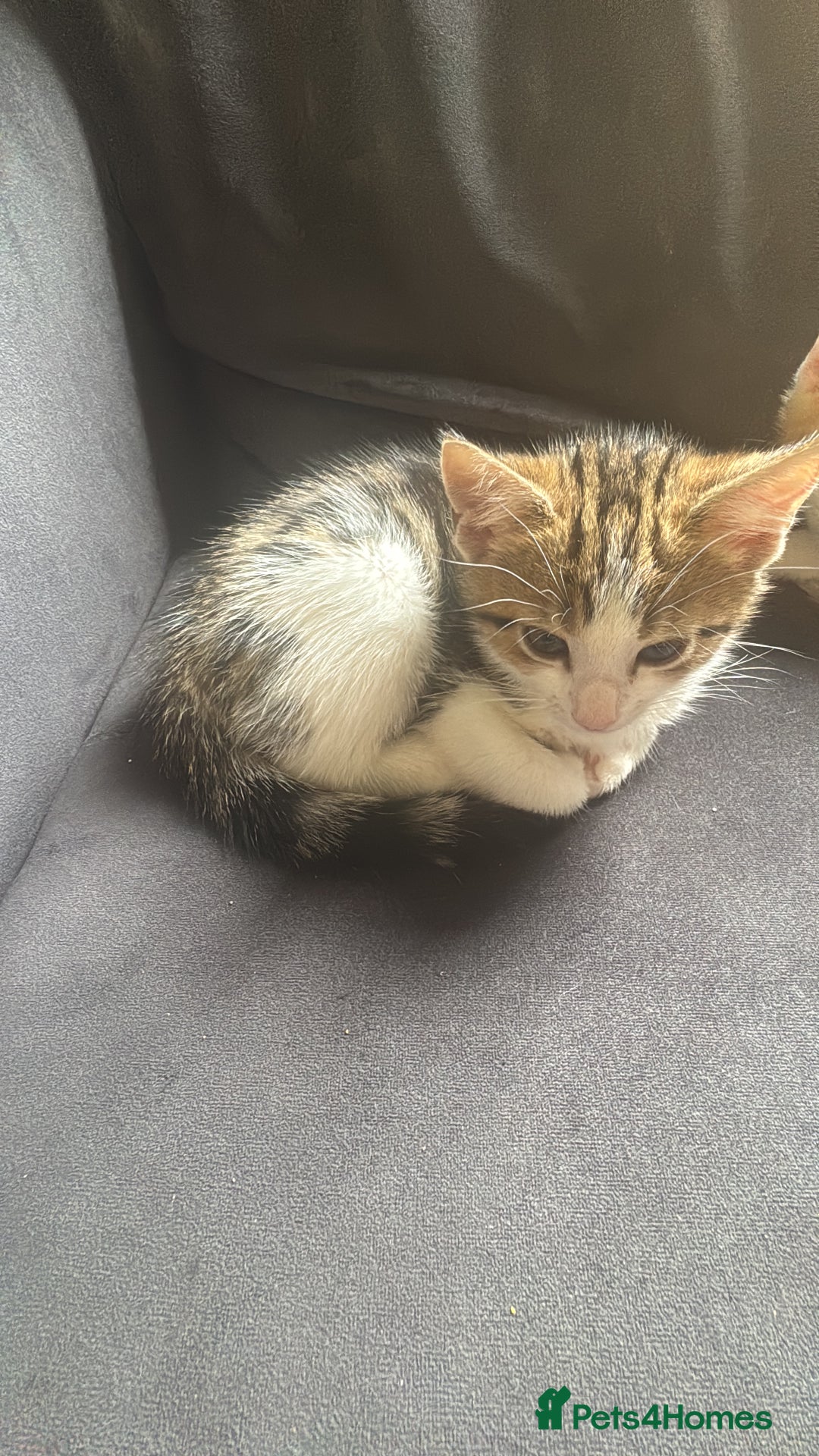 Domestic Shorthair cats for sale: 2 kittens - Image 2