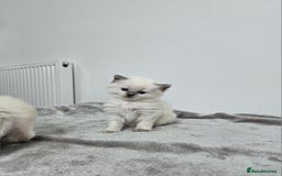 Ragdoll cats for sale: Purebred Blue Point Ragdoll Kittens 🩷💙 - Advert 12