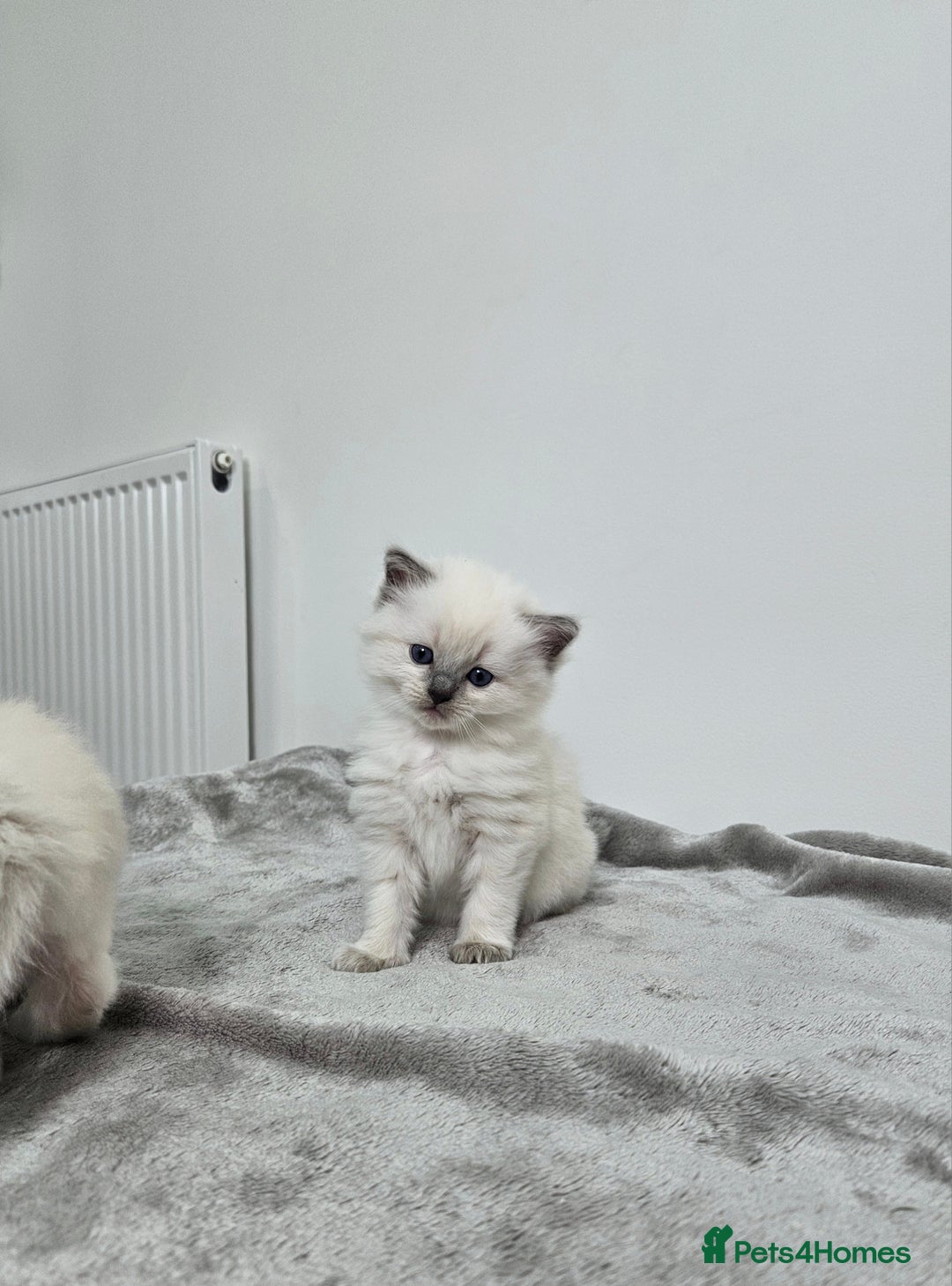 Ragdoll cats for sale: Purebred Blue Point Ragdoll Kittens 🩷💙 - Advert 12
