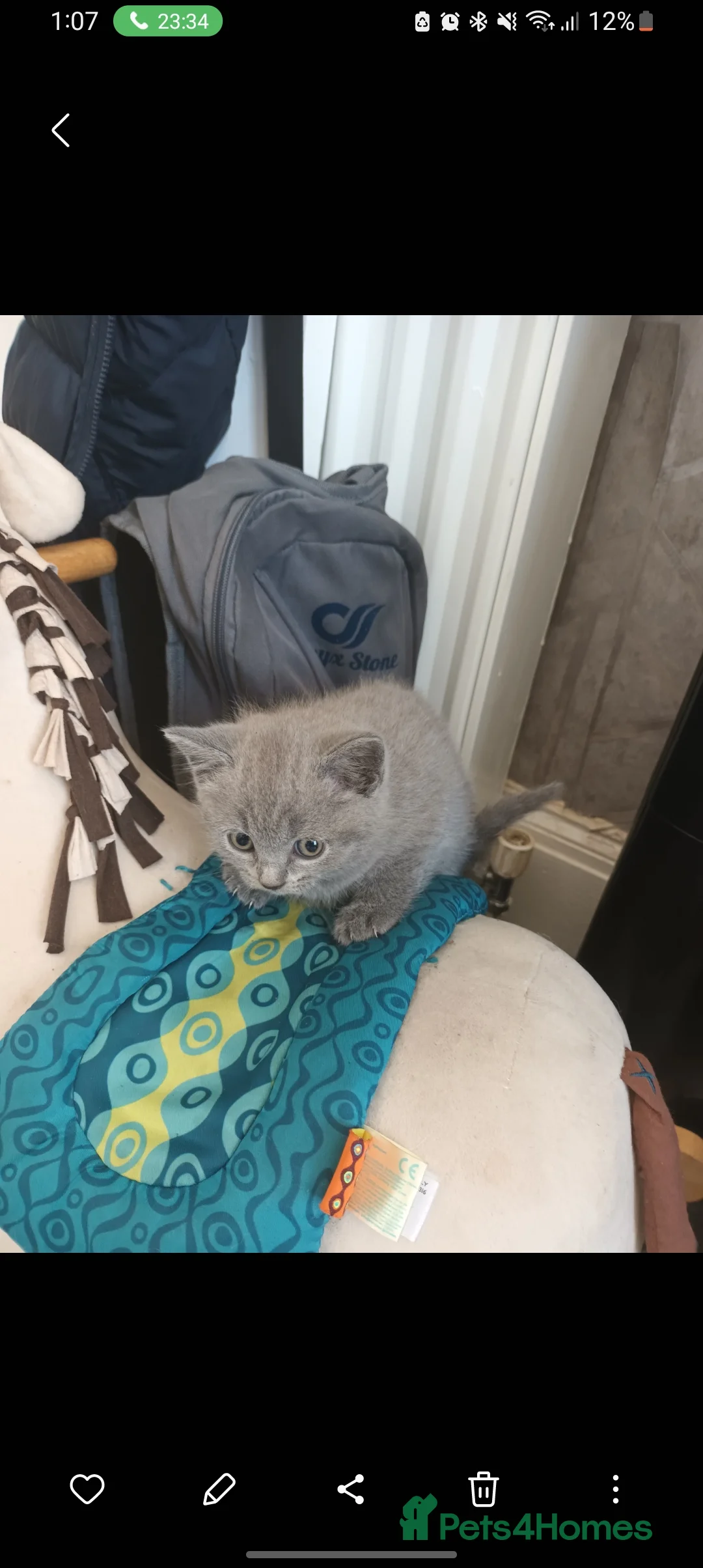 British Shorthair cats for sale: Baby British shorthair  - Advert 7
