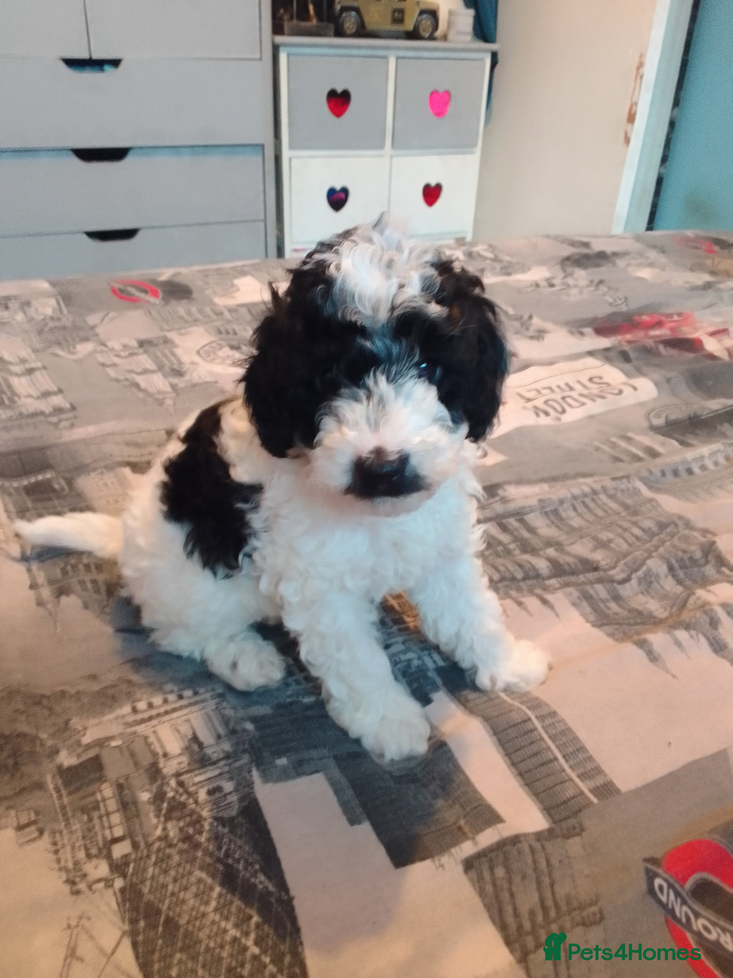 Cockapoo dogs F1 Cockapoo for sale - Advert 3