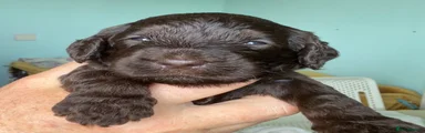 Cockapoo 6