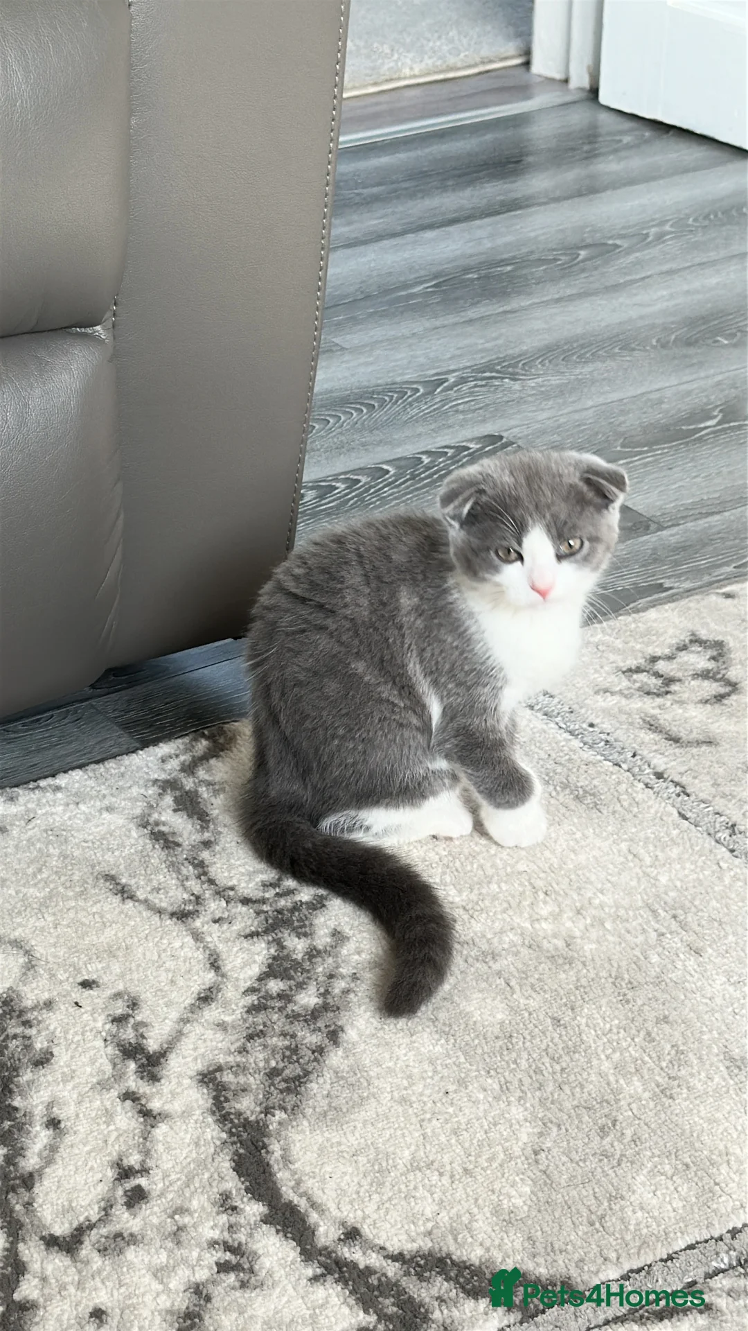 Scottish Fold cats for sale: Cate and Lilly  - Advert 7