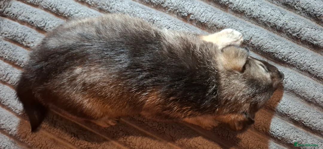 Mixed Breed dogs for sale: Siberian husky + Rus A Pei - Advert 12