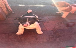 Jack Russell dogs for sale: ONLY 4 BEAUTIFUL BOYS LEFT- SMALL JACK RUSSELS - Advert 10