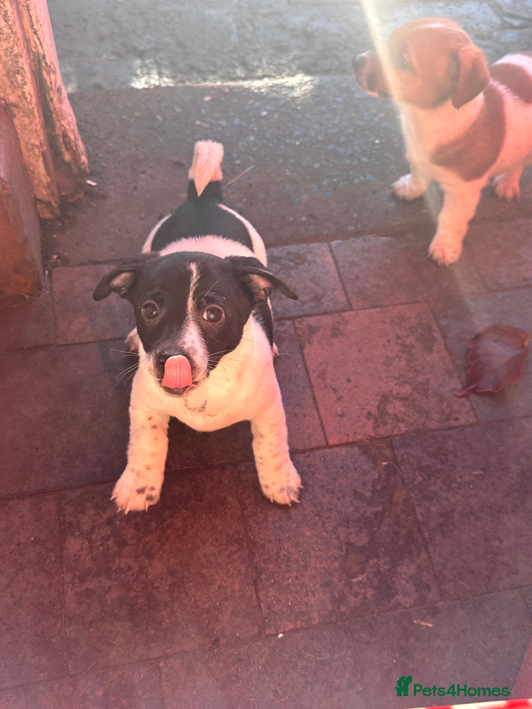 Jack Russell dogs for sale: ONLY 4 BEAUTIFUL BOYS LEFT- SMALL JACK RUSSELS - Advert 10