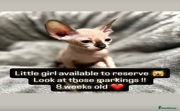 Sphynx cats - Advert 1