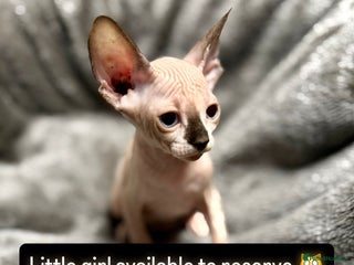 Sphynx cats TICA Reg Sphynx Kittens, Extensive Genetic Testing - Advert 1