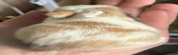 Mini Lion Lop rabbits for sale: 3 gorgeous mini lop X lion head bunny’s for sale.  - Advert 4