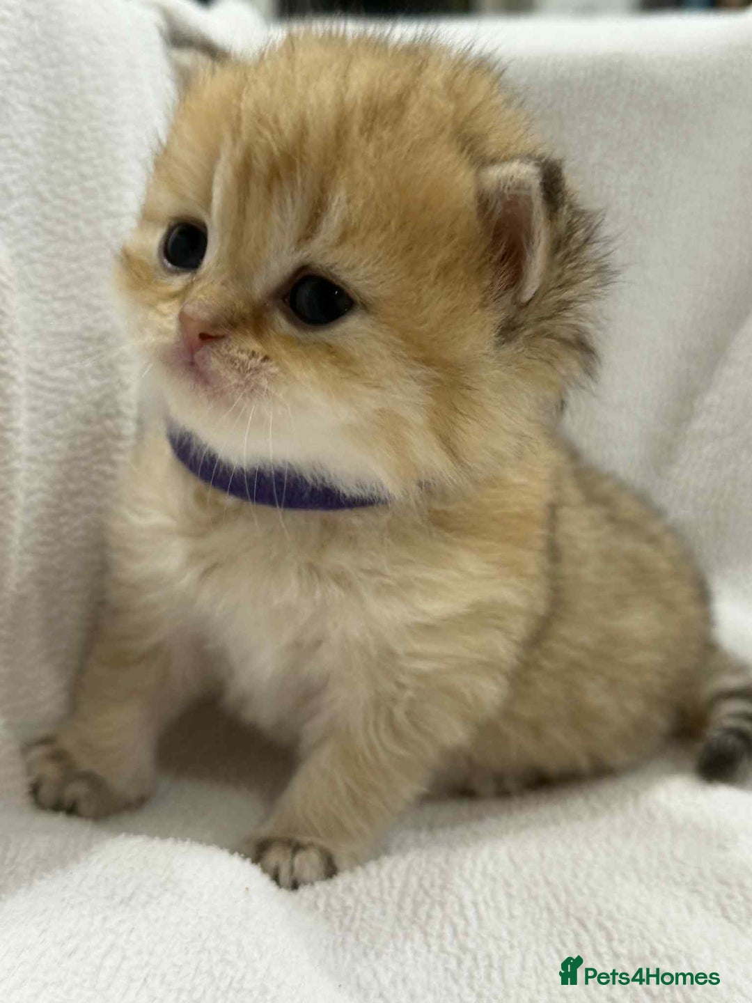 British Longhair cats for sale: ⭐️STUNNING GOLDEN BRITISH LONGHAIR TICA KITTENS⭐️ - Advert 12