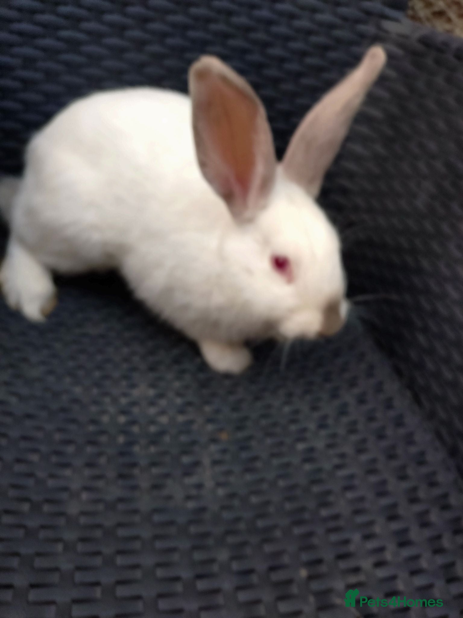 Mixed Breed rabbits New Zealand White cross Californian rabbits  - Advert 7