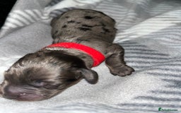 Cockapoo dogs for sale: F1B Cockapoos🐶 - Image 11