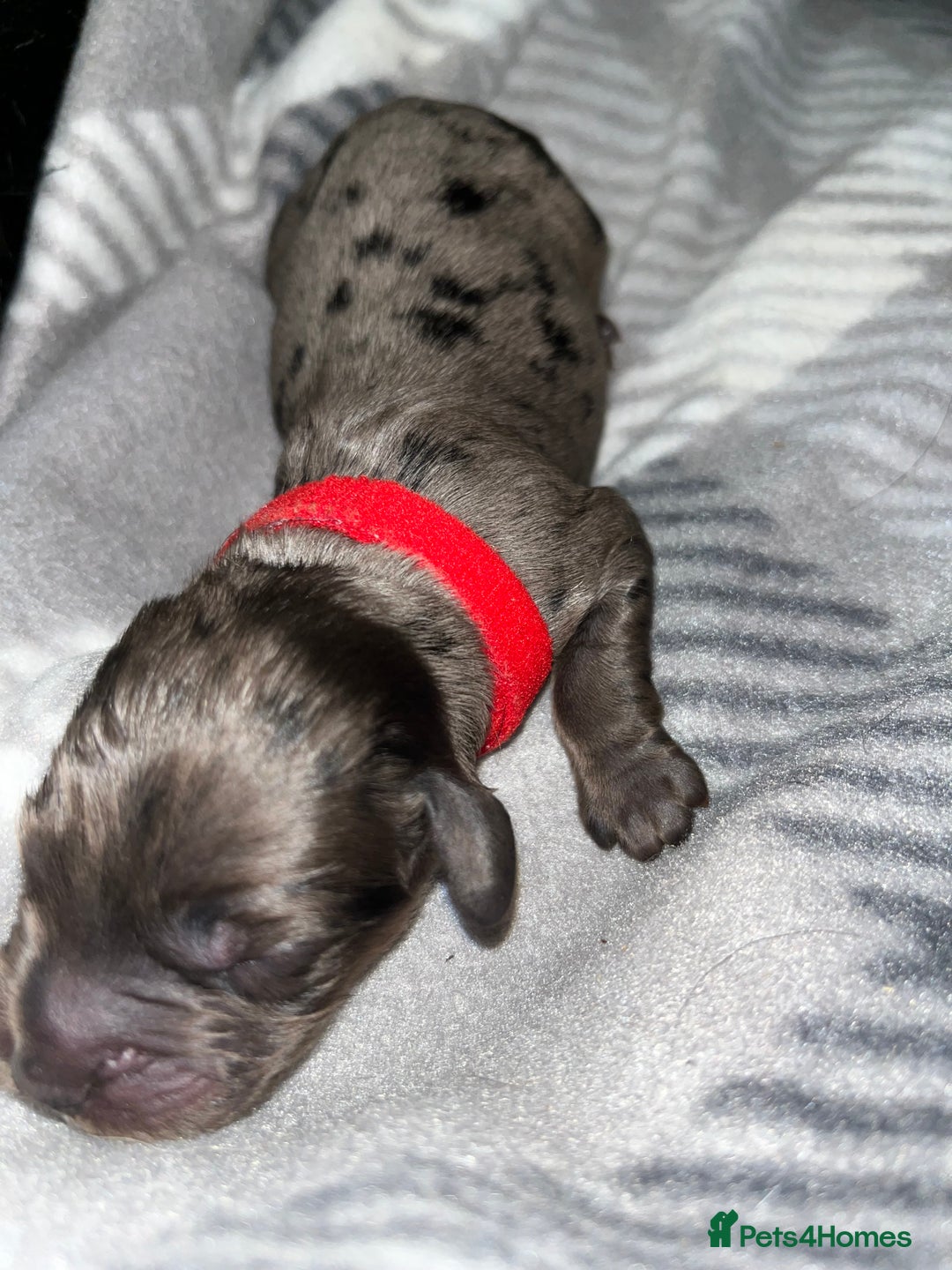 Cockapoo dogs for sale: F1B Cockapoos🐶 - Image 11