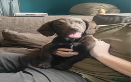 Mixed Breed dogs for sale: Springer x Labcolliex pups Vet health Checked in Carmarthen - Image 32