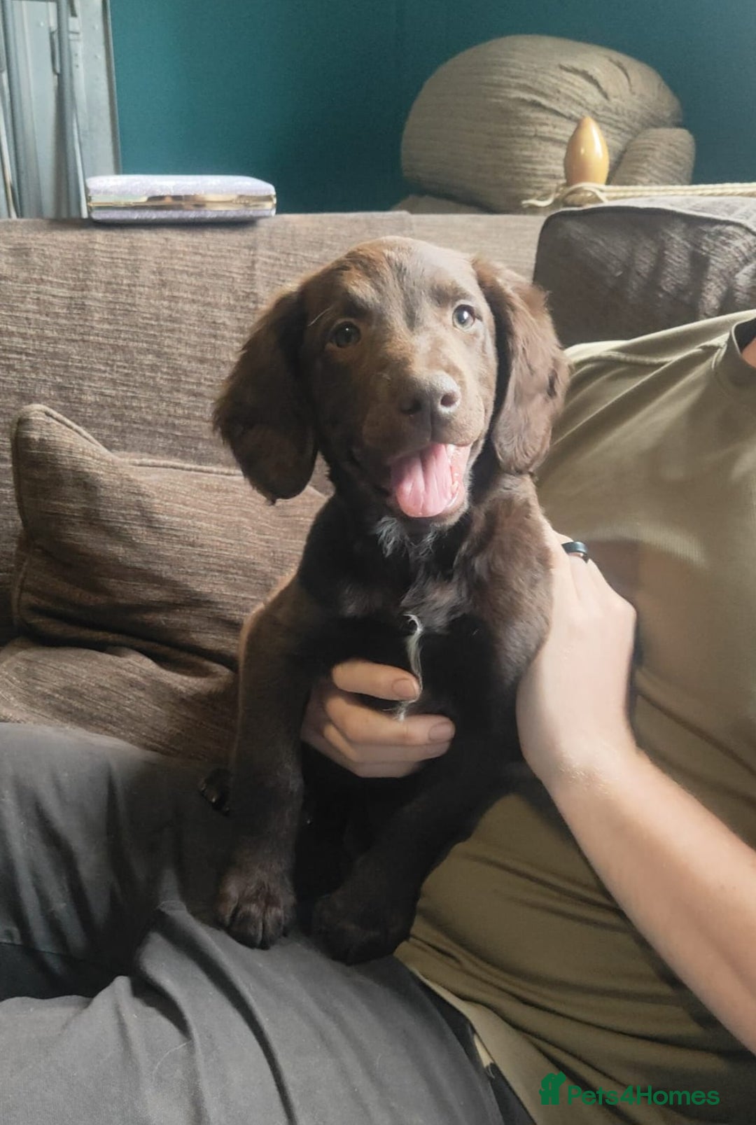 Mixed Breed dogs for sale: Springer x Labcolliex pups Vet health Checked in Carmarthen - Image 32