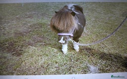 Shetland pony horses for sale: Miniature shetland gelding - Image 1