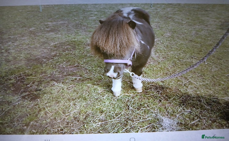 Shetland pony horses - Advert 4