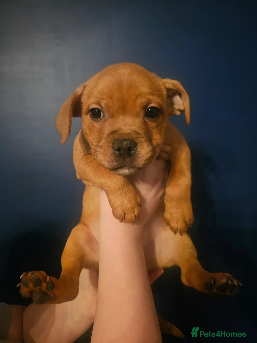 Staffordshire Bull Terrier dogs for sale: Red staffordshire bull terrier pups - Advert 8