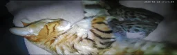 Bengal cats for sale: READY NOW FULL BENGAL KITTENS TICA REGISTERED  in Whitby - Advert 5