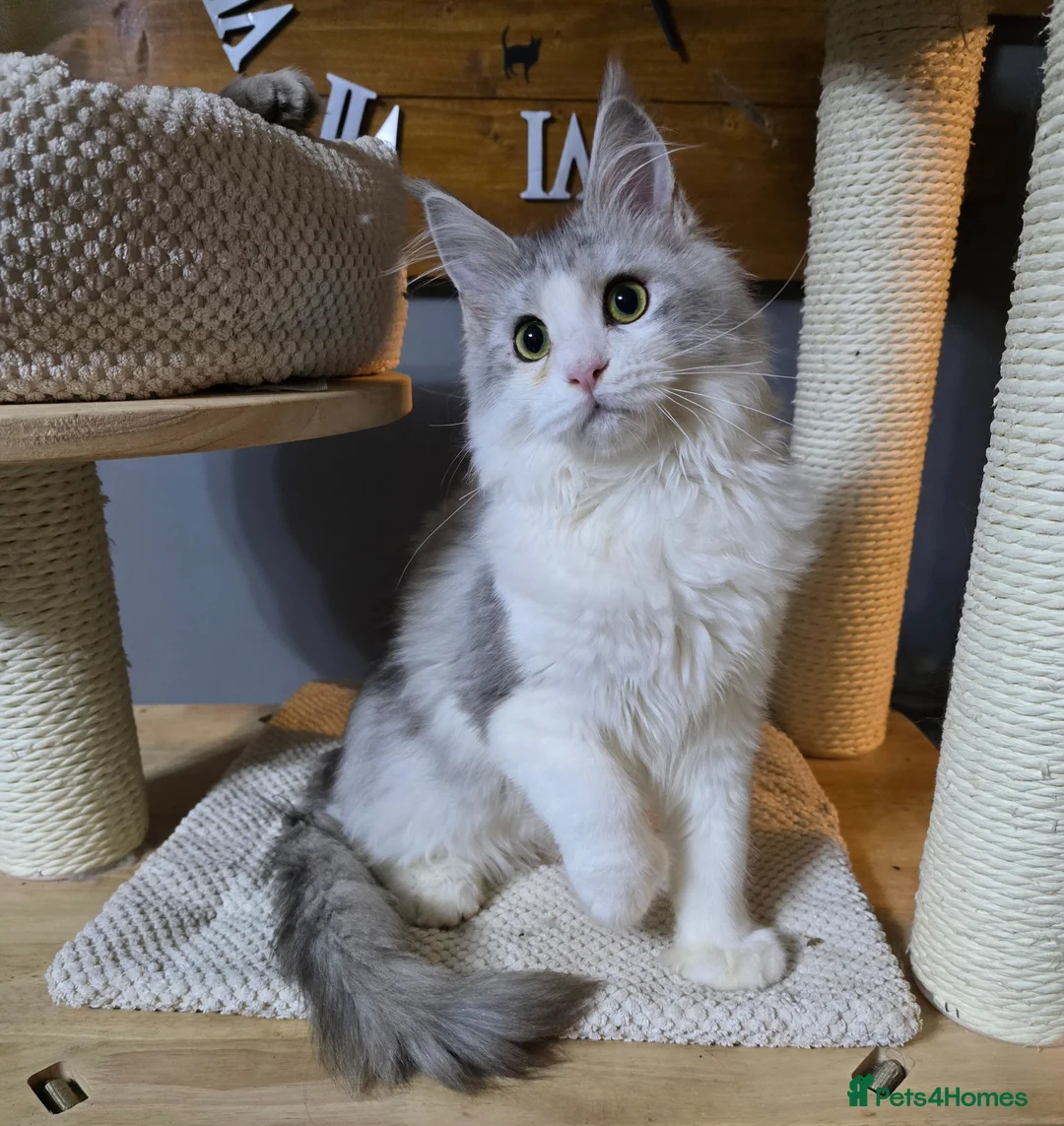 Maine Coon cats for sale: Ready now Last Girl Polydactyl  Maine Coon TICA - Advert 2