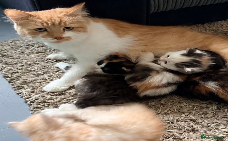 Persian cats Perfect little 3/4 Persian kittens 🐱  - Advert 12