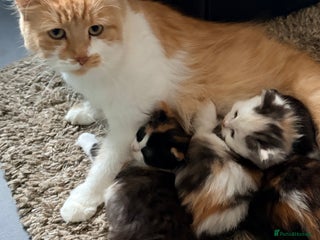 Persian cats for sale: Perfect little 3/4 Persian kittens đ± - Advert 1