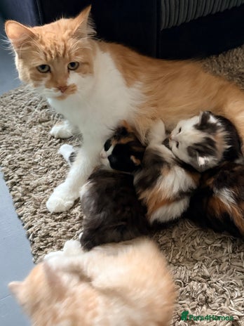 Persian cats Perfect little 3/4 Persian kittens 🐱 - Advert 2