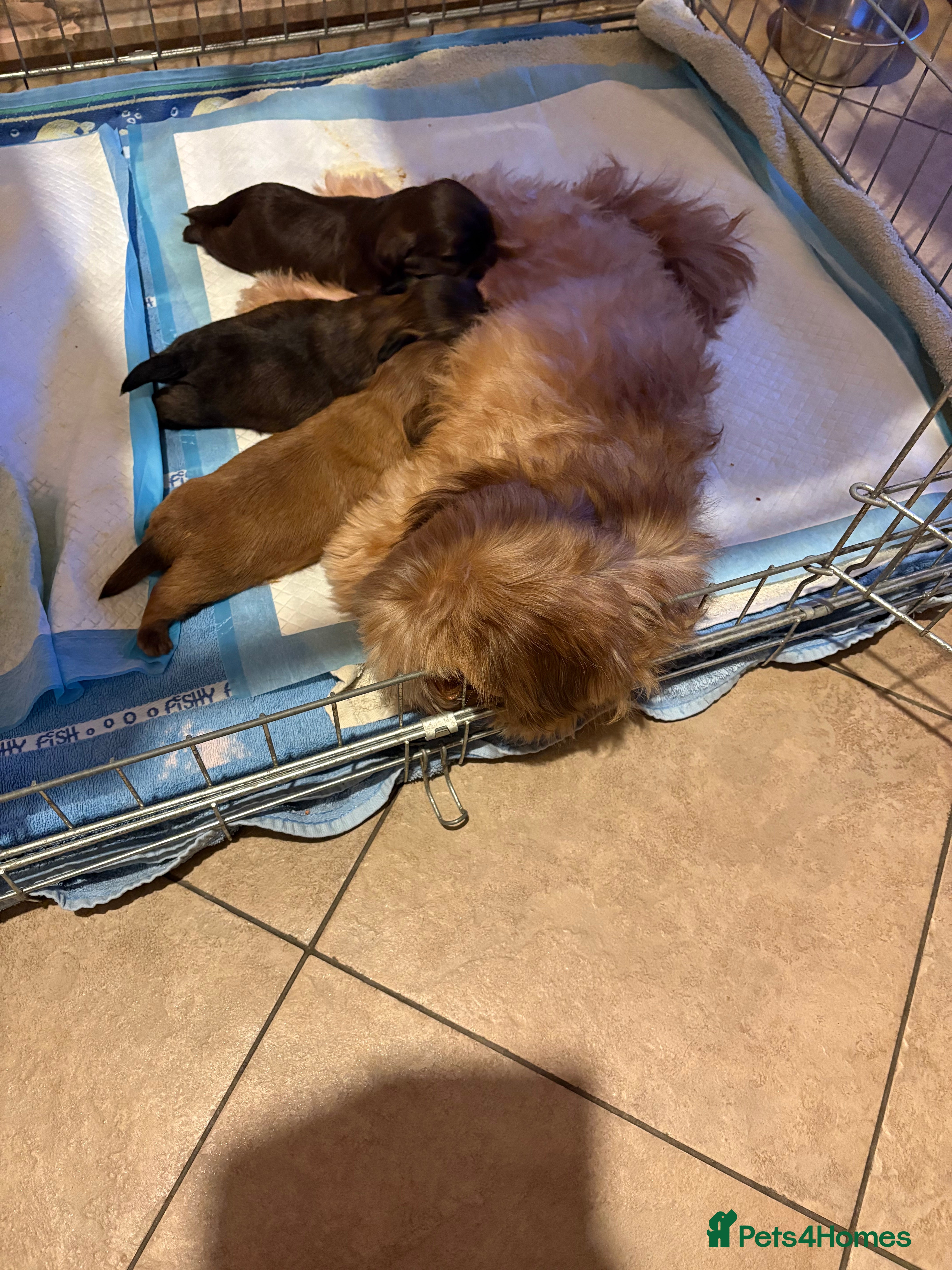 Shih Tzu dogs Karashishi shih tzu - Advert 11