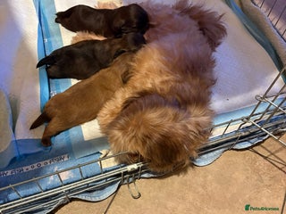 Shih Tzu dogs Karashishi shih tzu - Advert 5