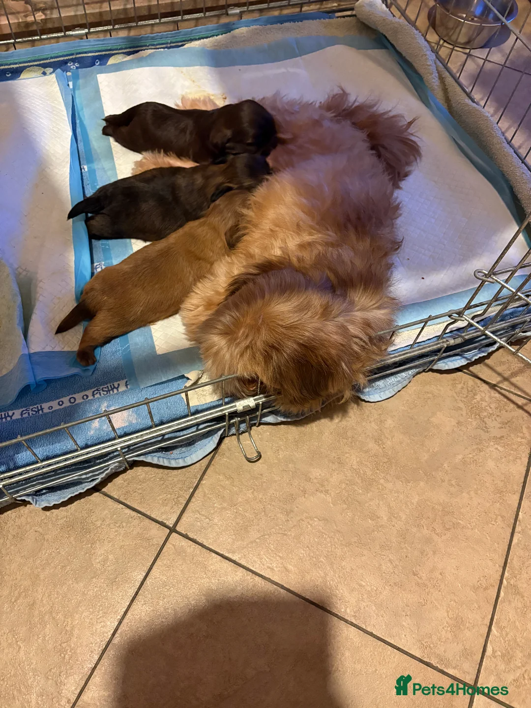 Shih Tzu dogs for sale: ALL SOLD THANK YOU - Advert 28